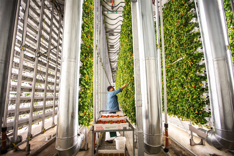 Ferme d'Hiver — Culture des fraises