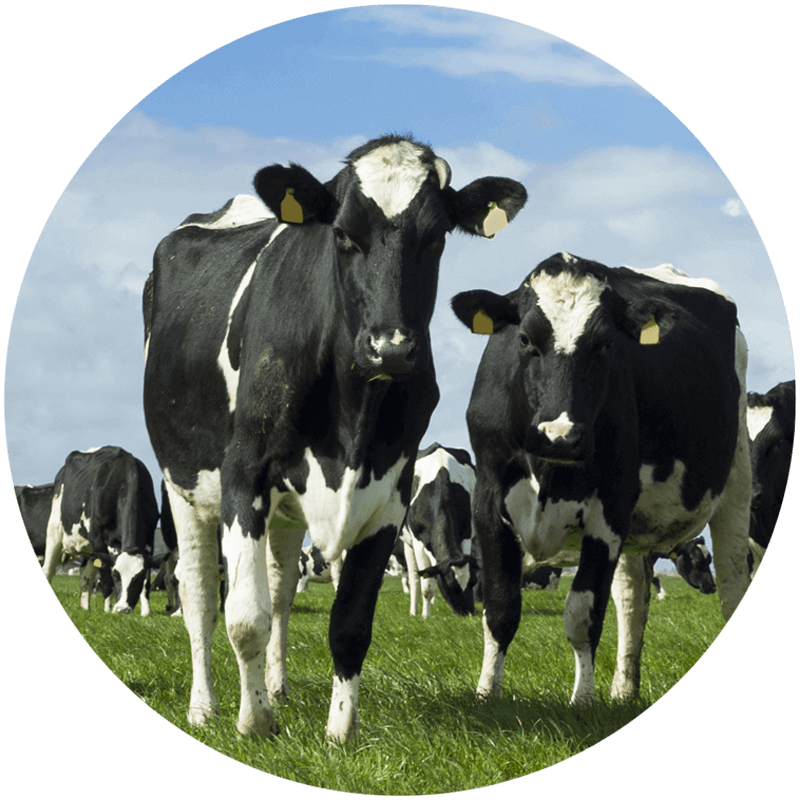 Troupeau de vache dans un champ. Deux vaches regardent l’objectif et les autres broutent de l’herbe.