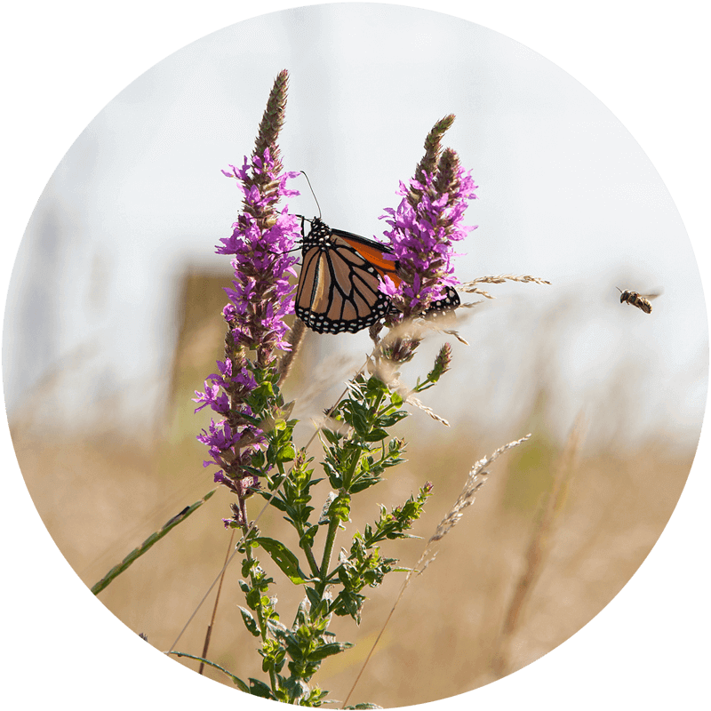 Gros plan sur un papillon qui se repose sur une fleur mauve dans un champ. Une abeille vole à proximité.
