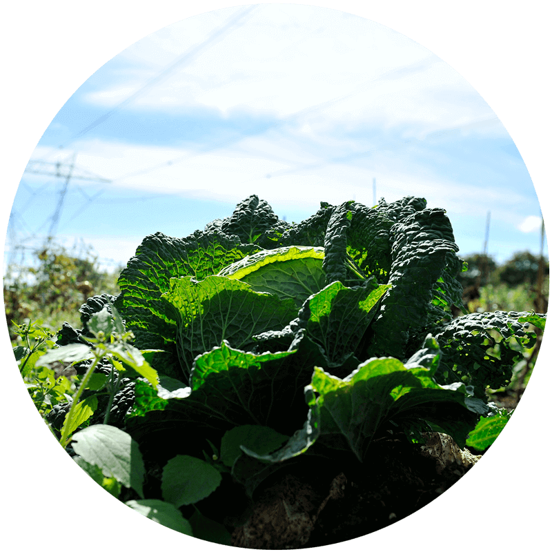 Gros plan sur un chou qui pousse dans un jardin sous les pylônes électriques.