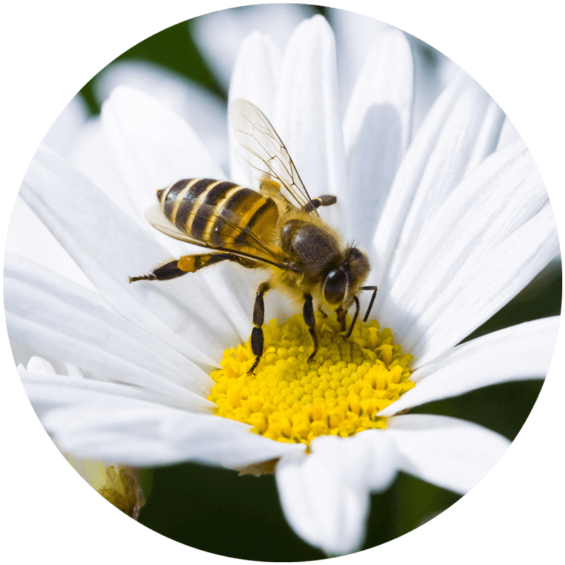 Gros plan d’une abeille qui butine le pollen d’une marguerite.  