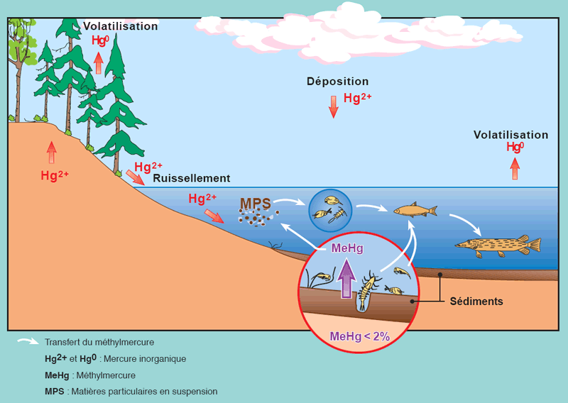 Dans les lacs naturels, le mercure inorganique provenant de l’atmosphère est transformé en mercure organique par les bactéries. Contrairement au mercure inorganique, le mercure organique est facilement assimilé par les organismes aquatiques. La teneur en mercure augmente tout le long de la chaîne alimentaire, du plancton aux poissons.
