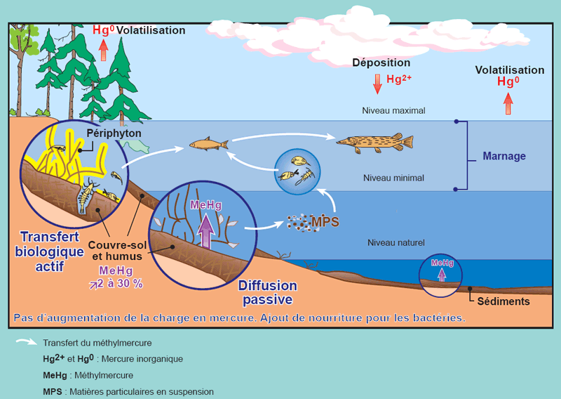 La végétation et les sols inondés sont de la nourriture pour les bactéries qui transforment le mercure inorganique en mercure organique. La mise en eau des réservoirs n’entraîne pas une augmentation de la quantité de mercure présent, mais elle favorise sa transformation en mercure organique, ce qui intensifie son transfert du plancton aux poissons et son accumulation dans ces derniers.