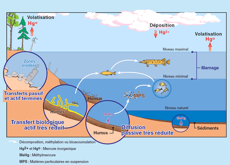 La production accrue de méthylmercure est généralement terminée de huit à dix ans après la mise en eau des réservoirs, en raison de l’épuisement rapide des éléments facilement décomposables des sols et de la végétation inondés, éléments qui sont la nourriture des bactéries transformant le mercure inorganique en mercure organique. Après ce laps de temps, le transfert du méthylmercure vers les poissons se stabilise au niveau de celui qu’on trouve dans les lacs naturels.