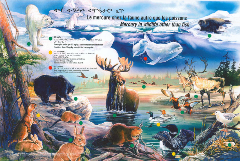 Cette affiche montre les teneurs en mercure dans les différentes espèces fauniques consommées par les Cris, comme le béluga, le phoque, l'ours, le castor, le caribou, les canards, etc.