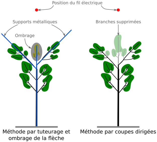 Méthode par tuteurage et ombrage de la flèche. Méthode par coupes dirigées