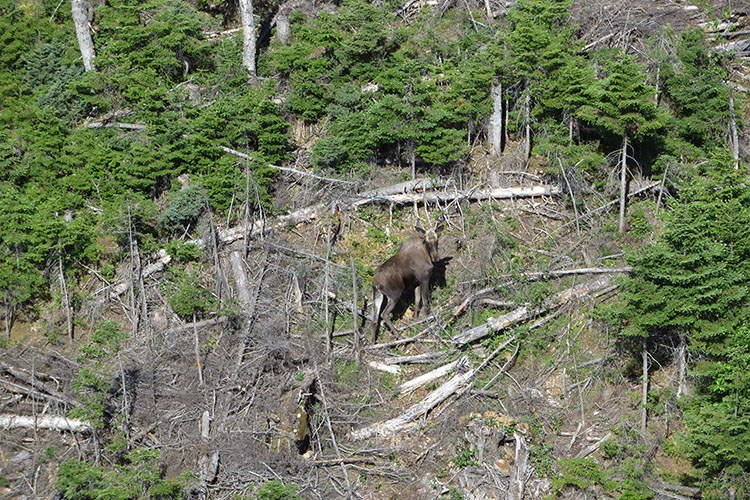 Orignal présent dans un secteur de forte pente.