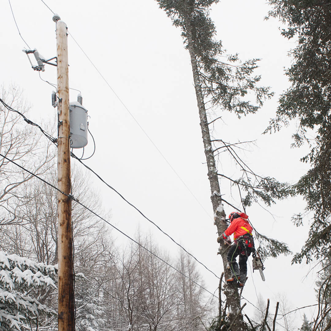 Employé qui monte dans un arbre avec sa tronçonneuse.