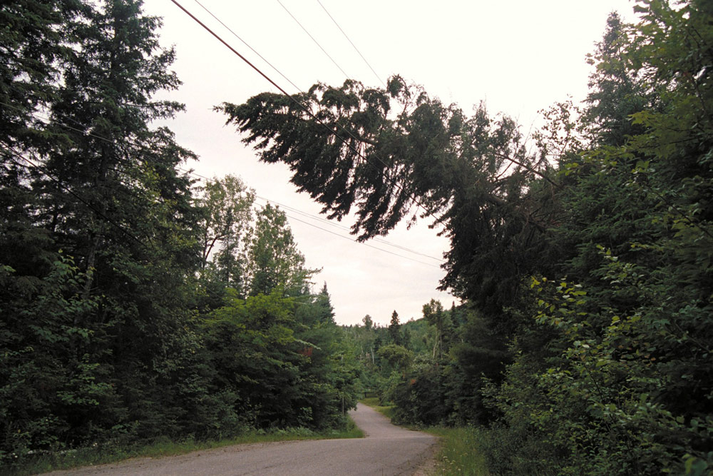 Sapin tombé sur les fils électriques en bordure d’une route