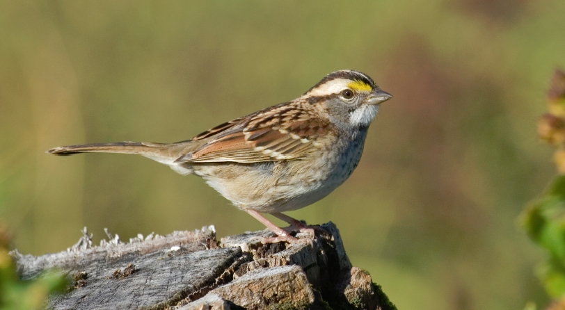 Bruant à gorge blanche niché sur un chicot
