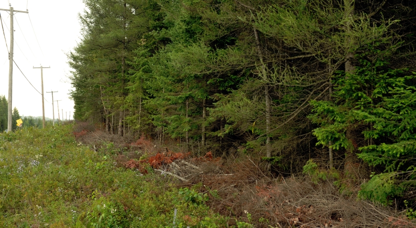 Résidus d’un déboisement sélectif disposés entre la forêt et la ligne