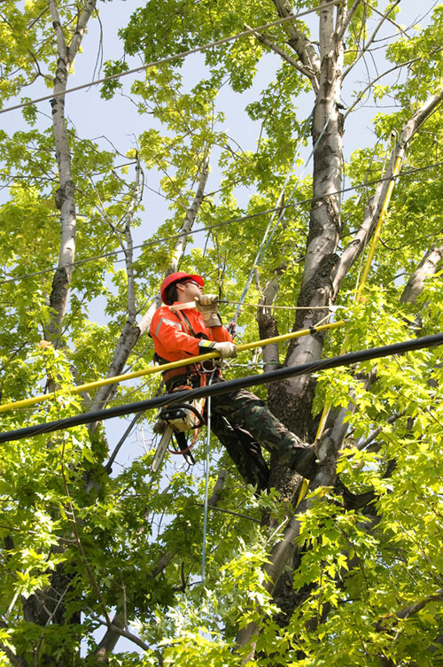 Employé dans un arbre coupant une branche près des fils électriques