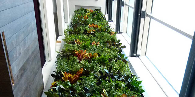 Mur végétal à l’intérieur de la Maison du développement durable.