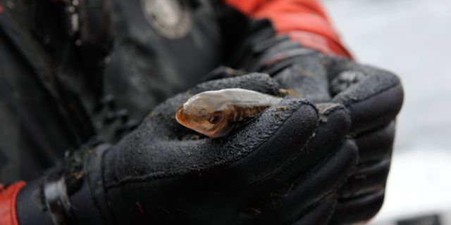 Les saumons de la rivière font l’objet d’études, de suivis et de mesures de protection.